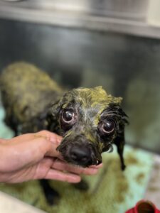 モナちゃんのトリミング写真