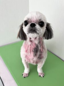 ゆめちゃんのトリミング写真