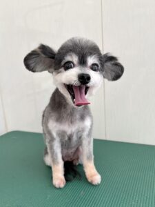 ララちゃんのトリミング写真