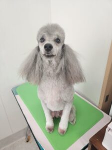 ラルゴくんのトリミング写真
