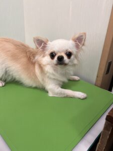 琳(りん)ちゃんのトリミング写真