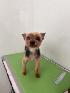ルイくんのトリミング写真