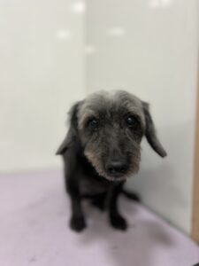 るいちゃんのトリミング写真