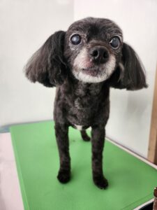 8月2日のわんこたちの写真