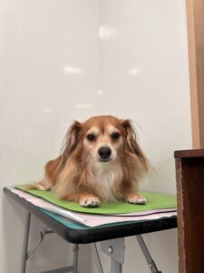 レンくんのトリミング写真