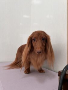 和ノ助(わのすけ)くんのトリミング写真