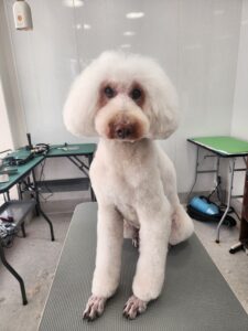 8月20日のわんこたちの写真