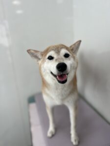 アンちゃんのトリミング写真