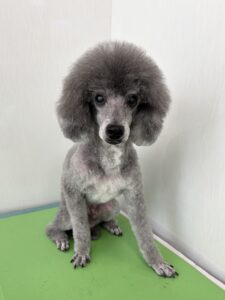 エディくんのトリミング写真
