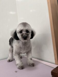 奏音(かのん)ちゃんのトリミング写真