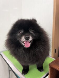 クローバーくんのトリミング写真