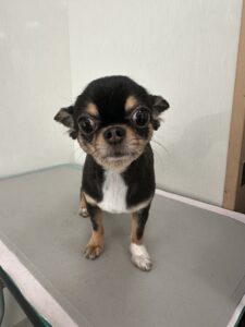 ココちゃんのトリミング写真