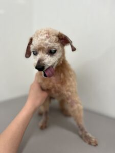 ココちゃんのトリミング写真