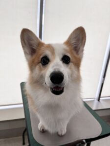 ココアちゃんのトリミング写真