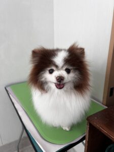 ココアちゃんのトリミング写真