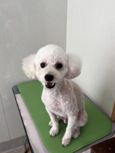 コタロウくんのトリミング写真