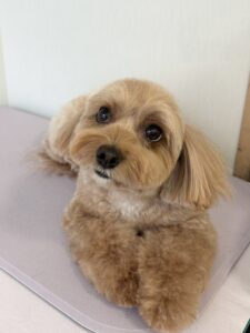 コロンちゃんのトリミング写真