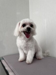 シュガーくんのトリミング写真