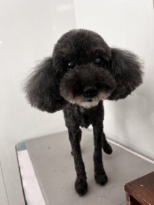 ショコラちゃんのトリミング写真