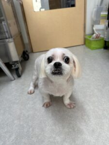 シロちゃんのトリミング写真