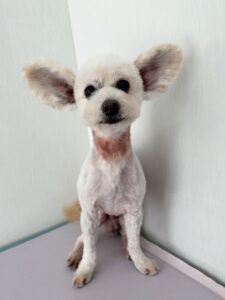 セイくんのトリミング写真