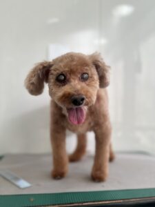 チェリーちゃんのトリミング写真