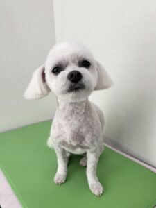 ノアちゃんのトリミング写真