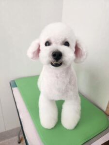 ハッピーくんのトリミング写真