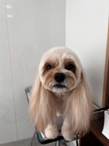 ハニーちゃんのトリミング写真