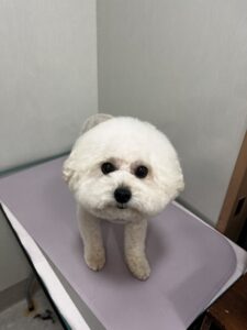 バニラくんのトリミング写真