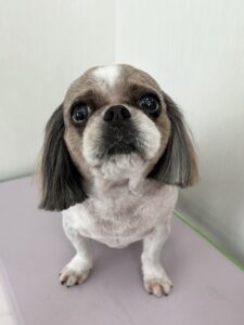 ピッポくんのトリミング写真