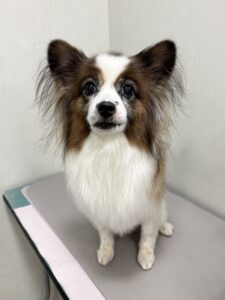 ピノちゃんのトリミング写真
