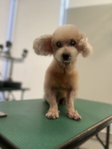 フランくんのトリミング写真
