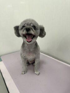 ペルーサちゃんのトリミング写真