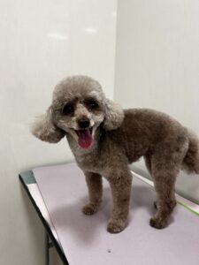 マイちゃんのトリミング写真
