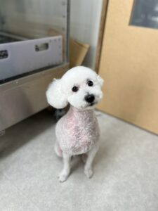 マッシュくんのトリミング写真