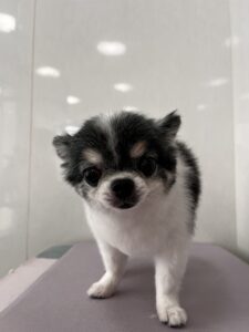 マフちゃんのトリミング写真