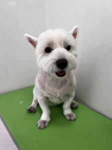 ミルくんのトリミング写真