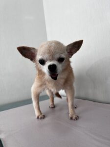 ミロくんのトリミング写真