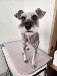 ミントちゃんのトリミング写真