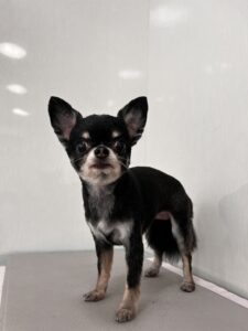 モモちゃんのトリミング写真