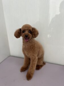 ライムくんのトリミング写真