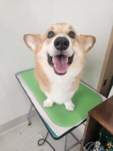 ラルフくんのトリミング写真