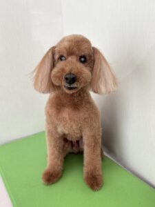 リオくんのトリミング写真