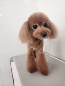 8月27日のわんこたちの写真