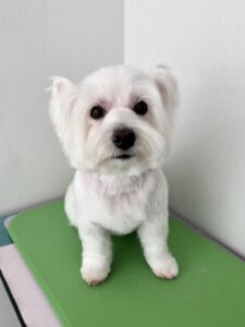 ロコちゃんのトリミング写真