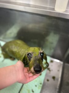 ロビンくんのトリミング写真