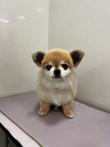 ロミくんのトリミング写真