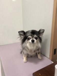 サニーちゃんのトリミング写真