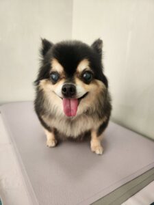 小梅(こうめ)ちゃんのトリミング写真